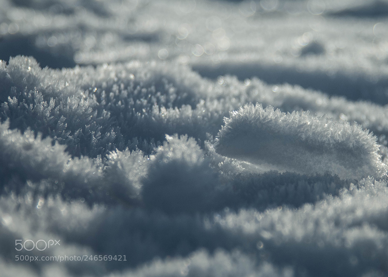 Nikon D2X sample photo. Fresh snow photography