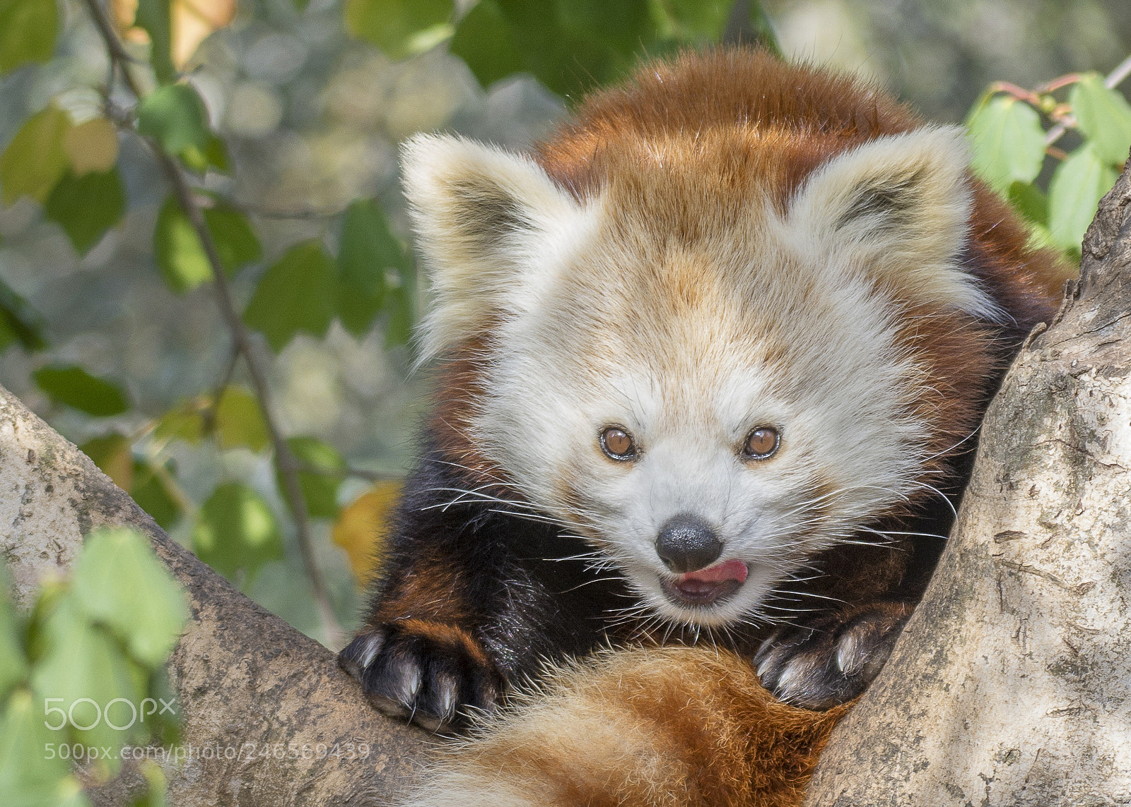 Nikon D7100 sample photo. Red panda photography