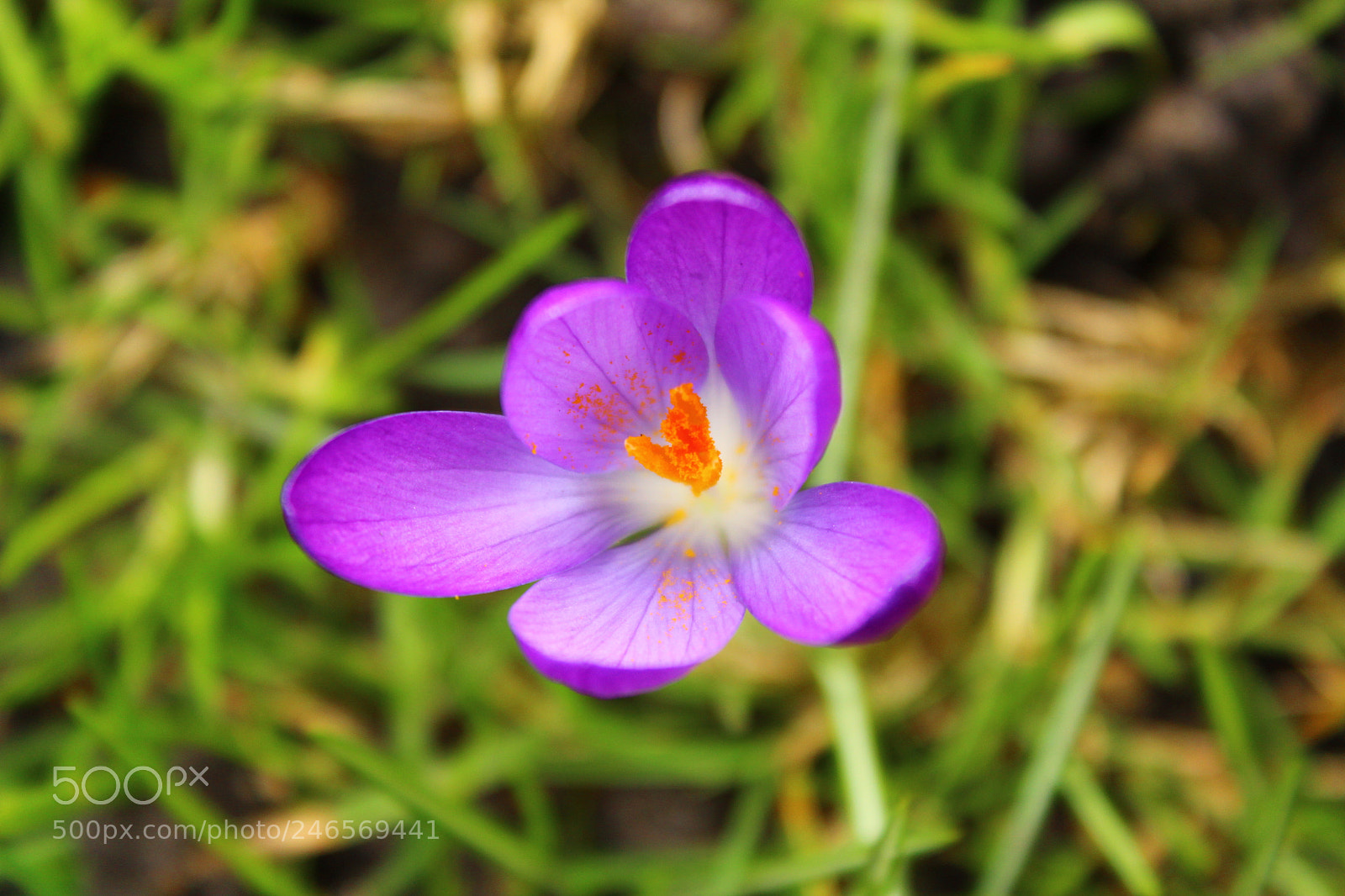 Canon EF-S 18-55mm F3.5-5.6 III sample photo. Macro photography