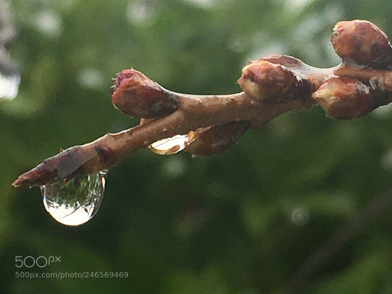 Apple iPhone 6s sample photo. Untitled photography