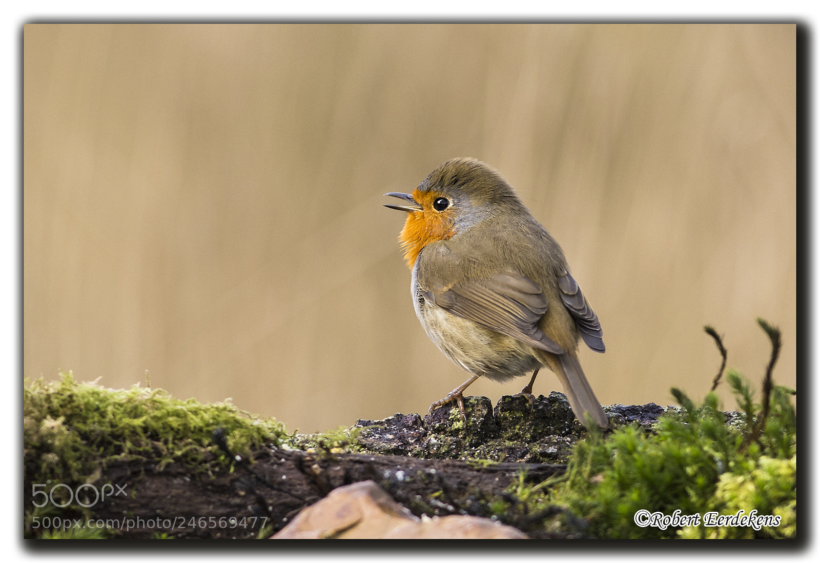 Nikon D7100 sample photo. Robin photography