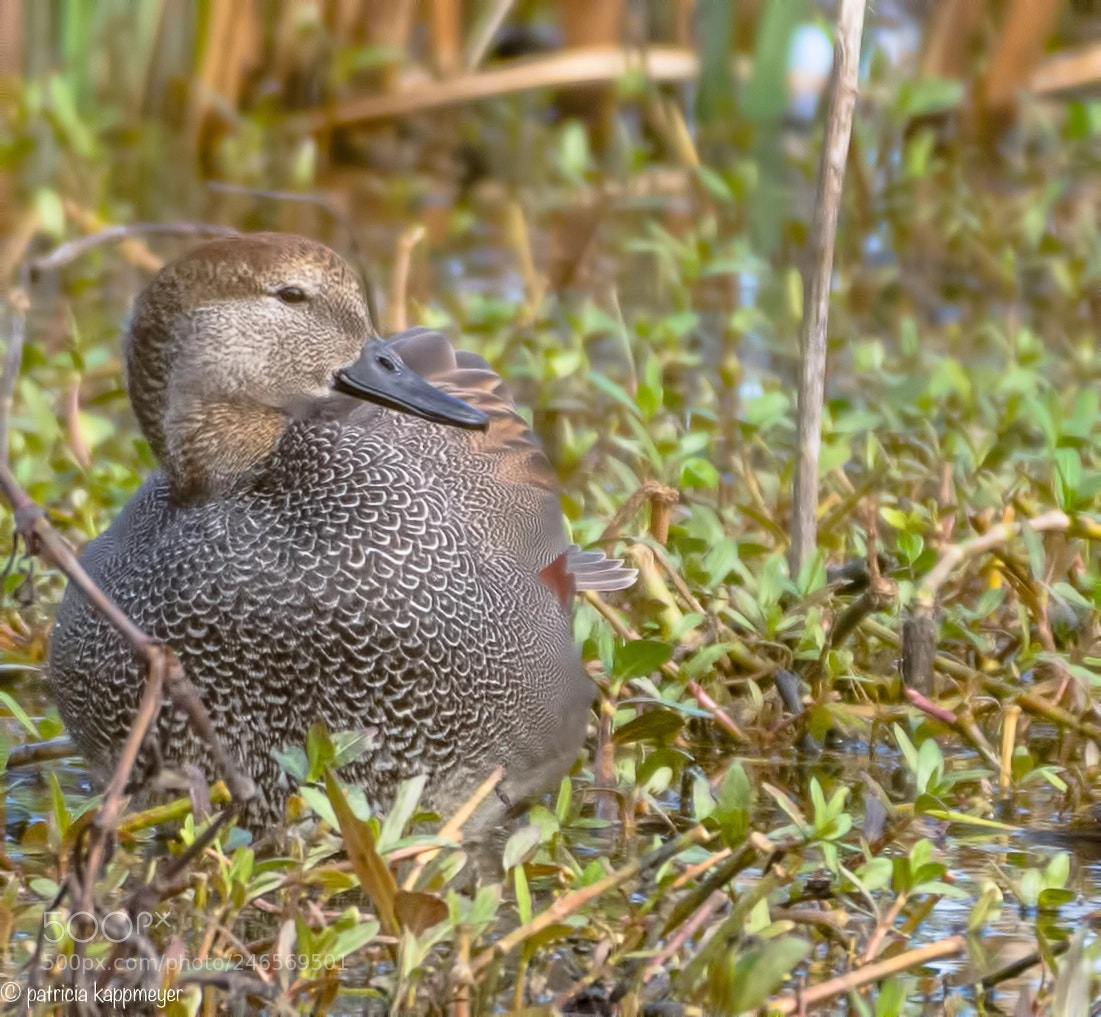 Nikon D7200 sample photo. Gadwall duck photography