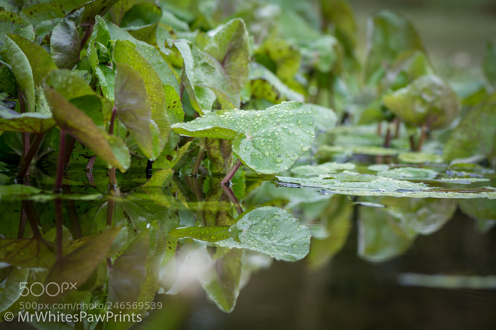 Nikon D7100 sample photo. The pond at the photography