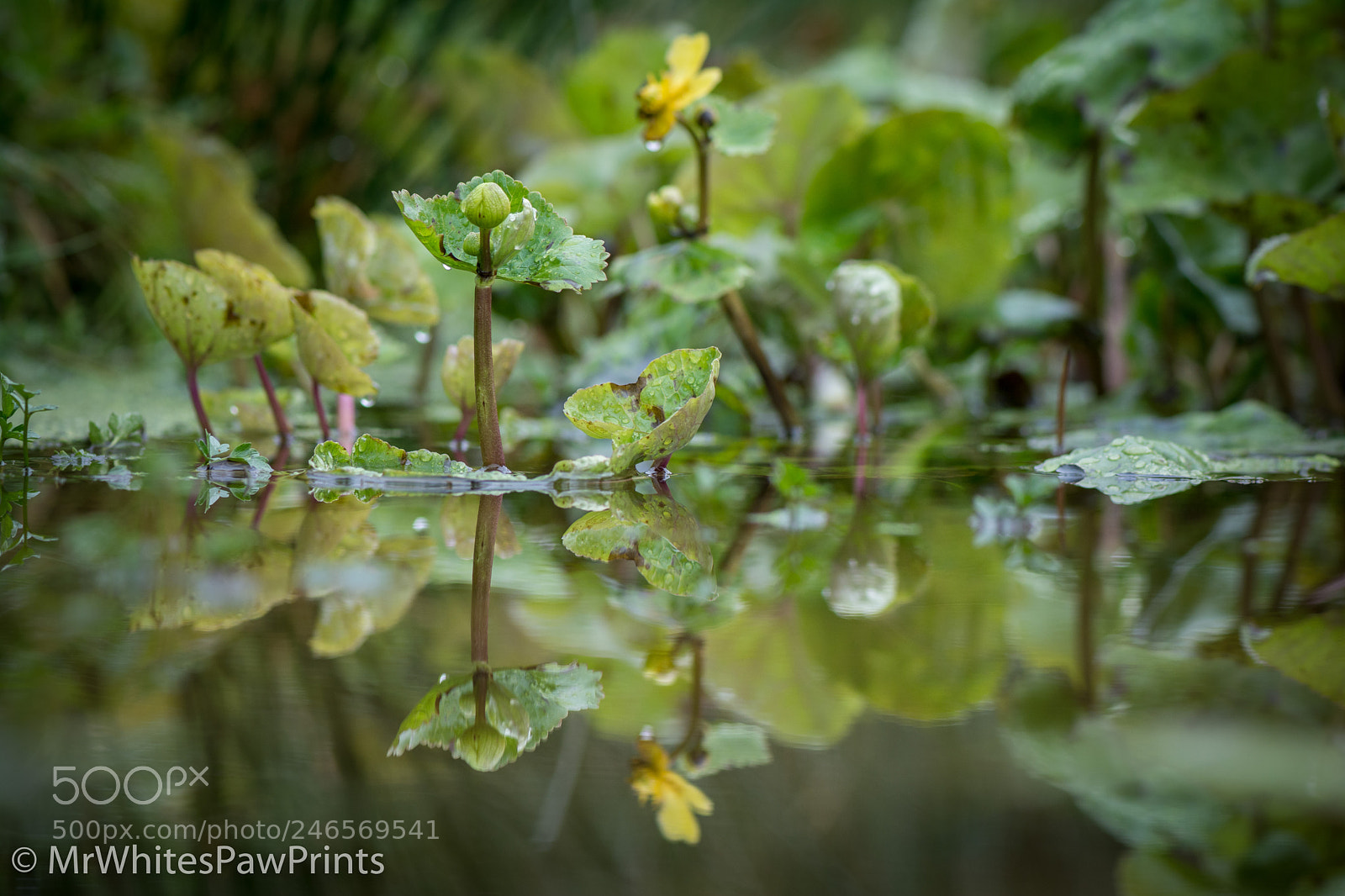 Nikon D7100 sample photo. The pond at the photography