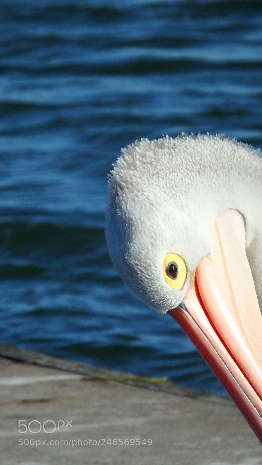 Olympus SP-100EE sample photo. A pelican portrait. photography