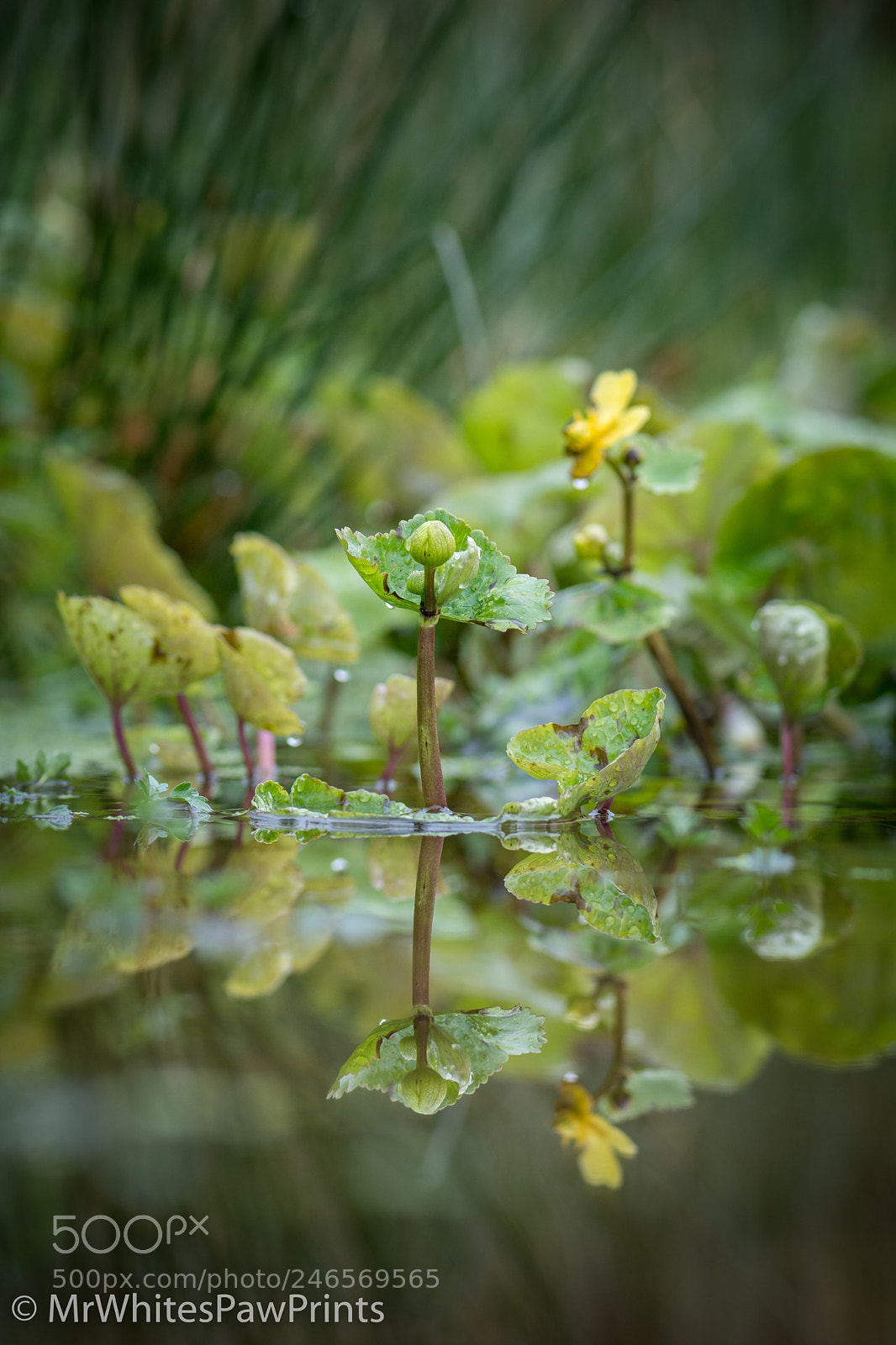 Nikon D7100 sample photo. The pond at the photography