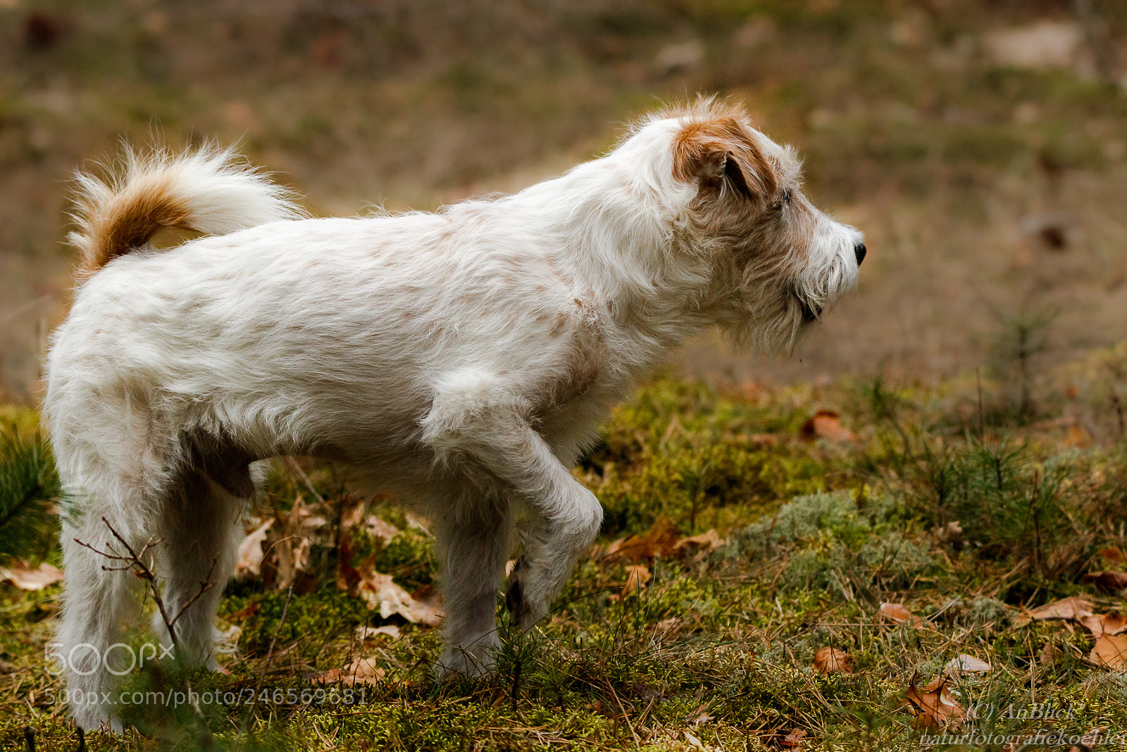 Canon EOS 7D Mark II sample photo. Leon steht vor photography