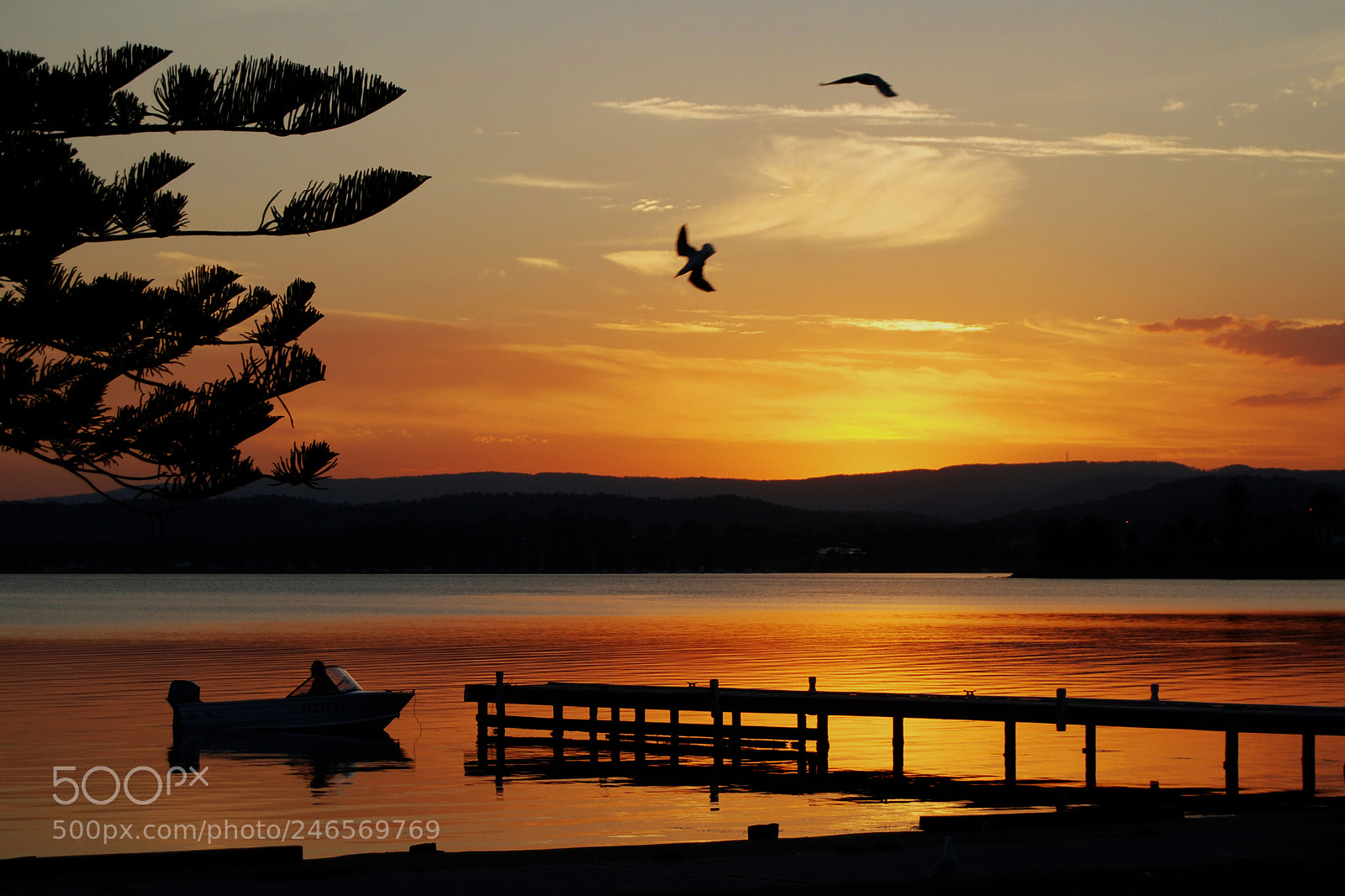 Nikon D80 sample photo. Swooping seagull photography