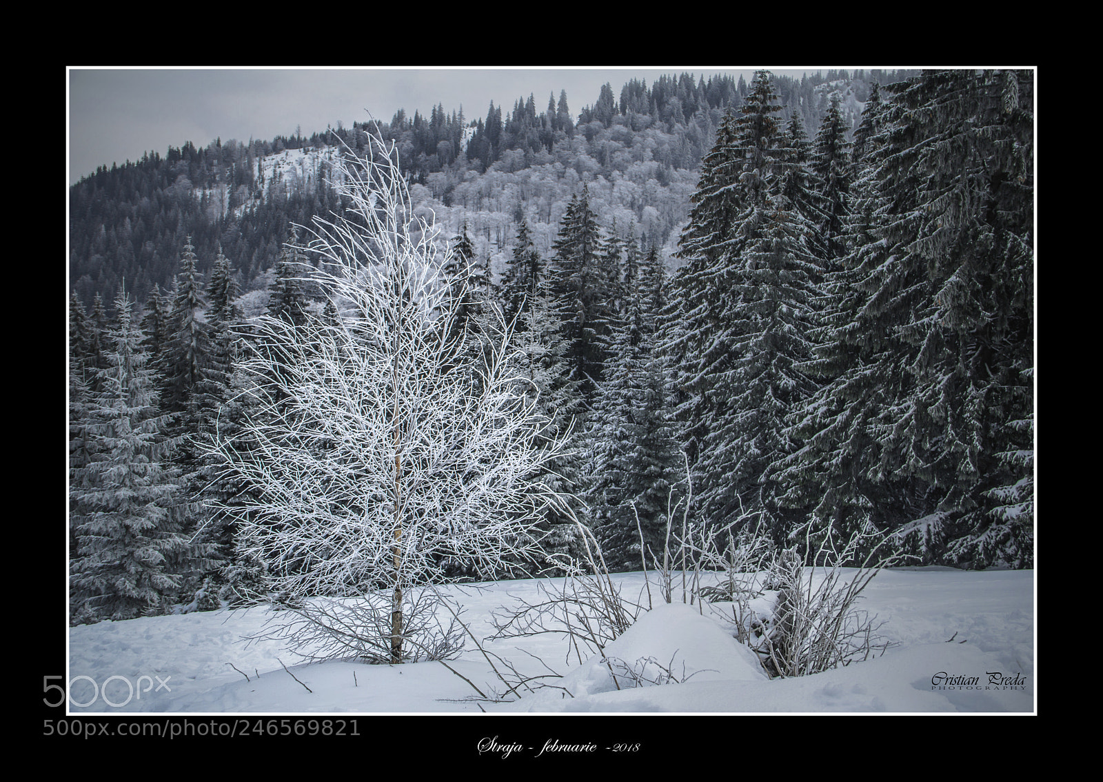 Canon EOS 60D sample photo. Hard winter photography
