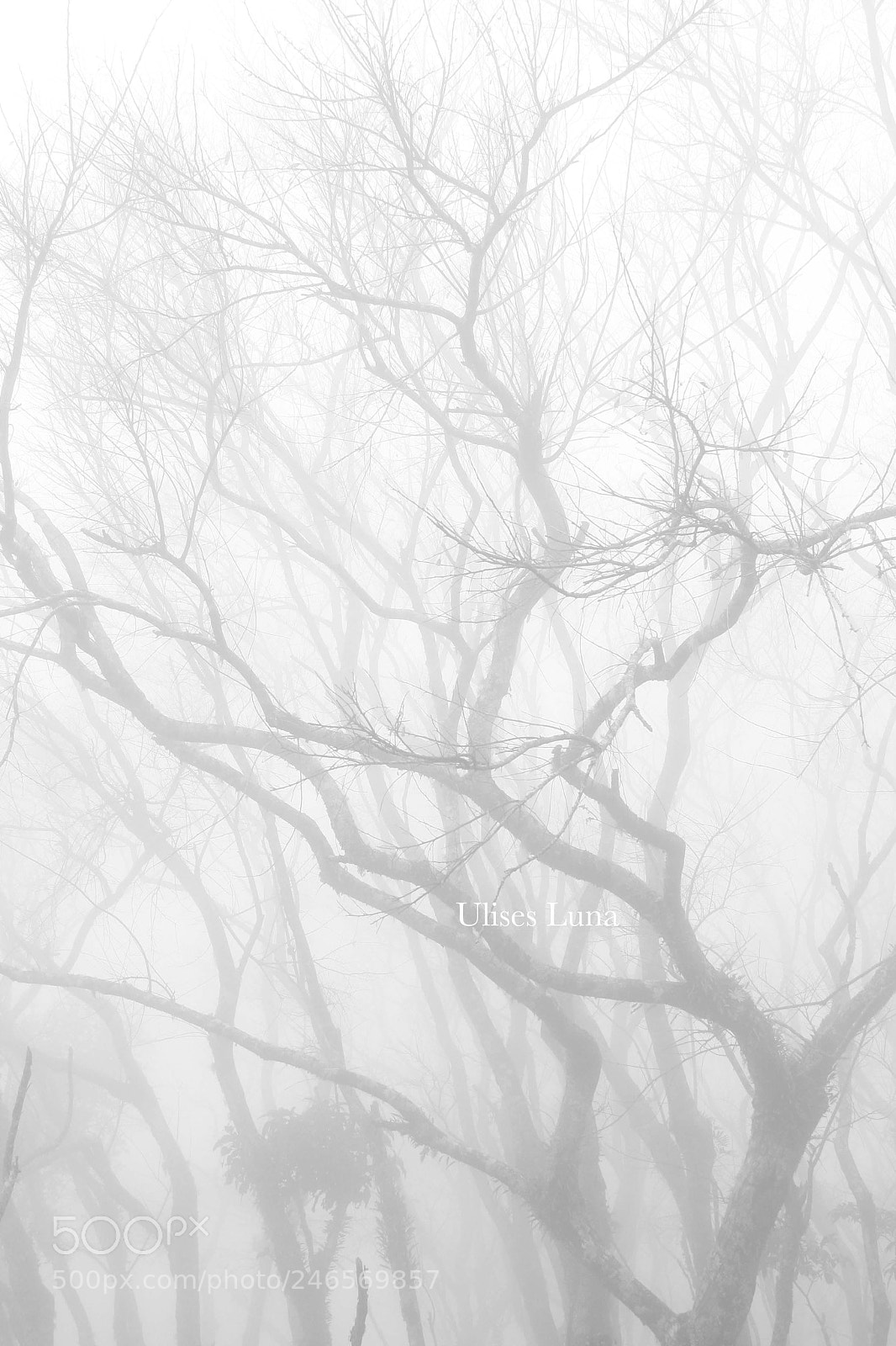 Canon EOS 1000D (EOS Digital Rebel XS / EOS Kiss F) sample photo. X() copy photography