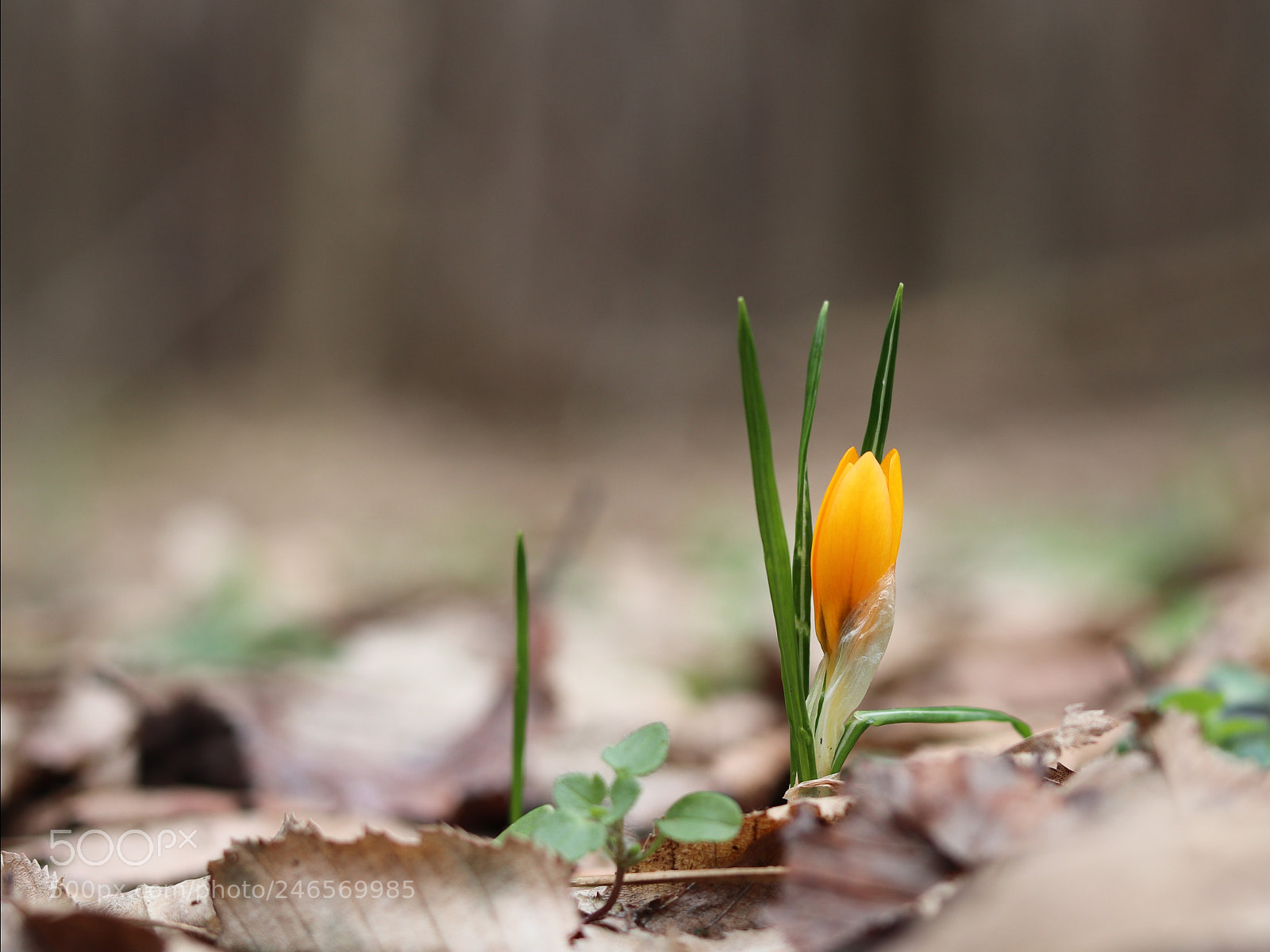 Canon EOS 800D (EOS Rebel T7i / EOS Kiss X9i) sample photo. Crocus photography