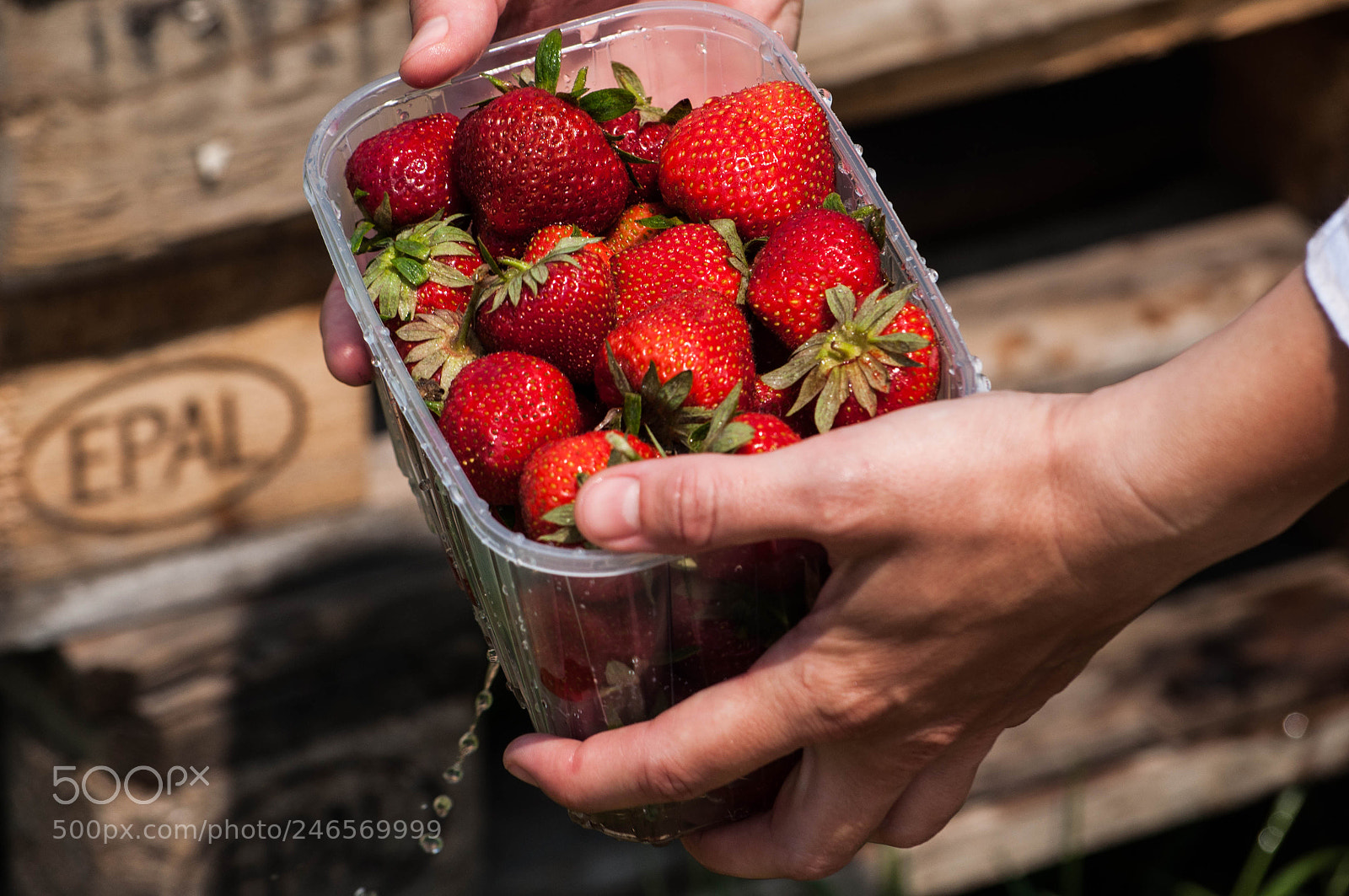Nikon D90 sample photo. Freshly-picked strawberries photography