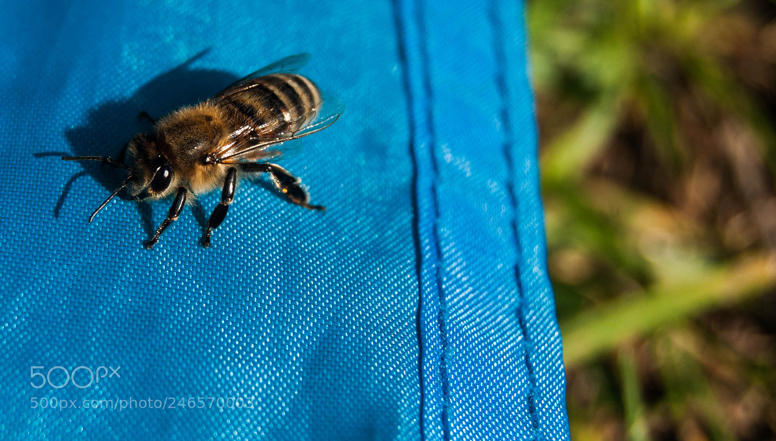 Nikon D90 sample photo. A resting bee photography