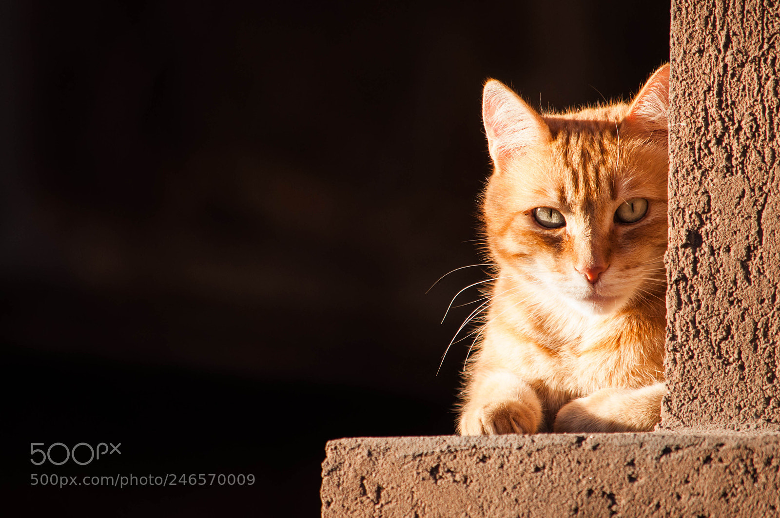 Nikon D90 sample photo. Orange tabby cat photography