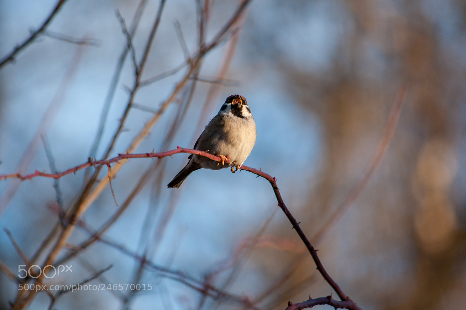 Nikon D90 sample photo. A singing sparrow photography