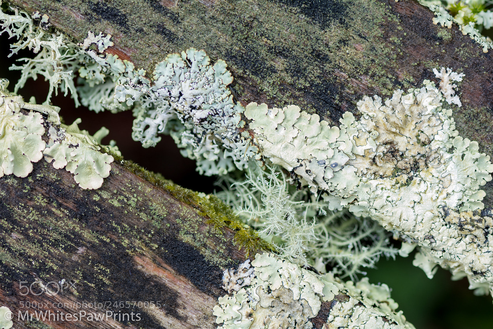 Nikon D7100 sample photo. Lichen covered bench at photography