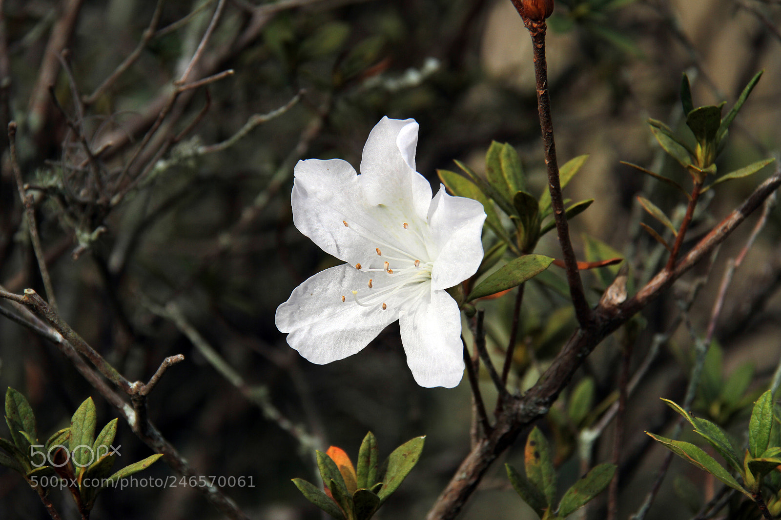 Canon EOS 7D sample photo. Untitled photography
