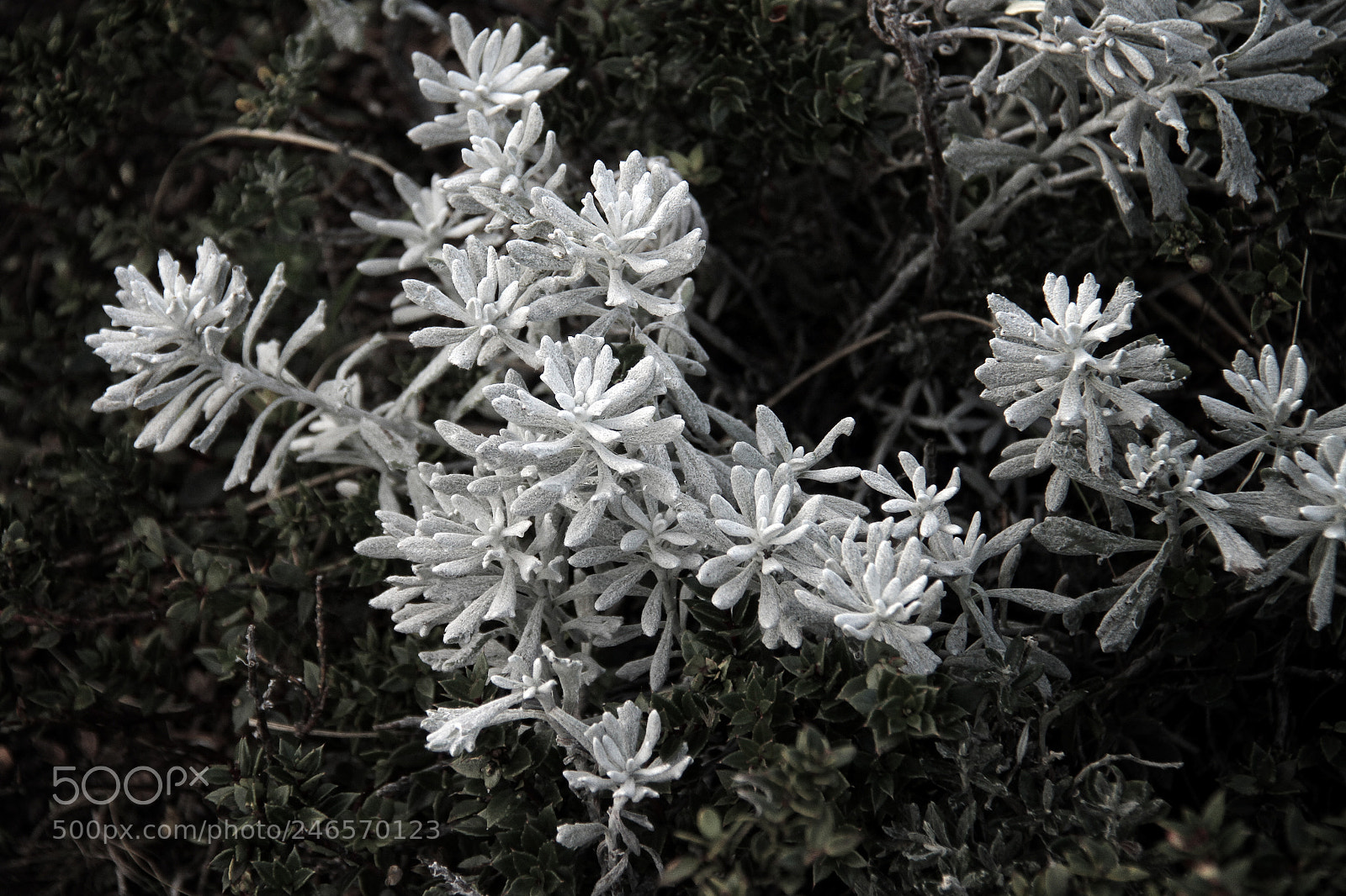 Canon EOS 7D sample photo. Copy photography