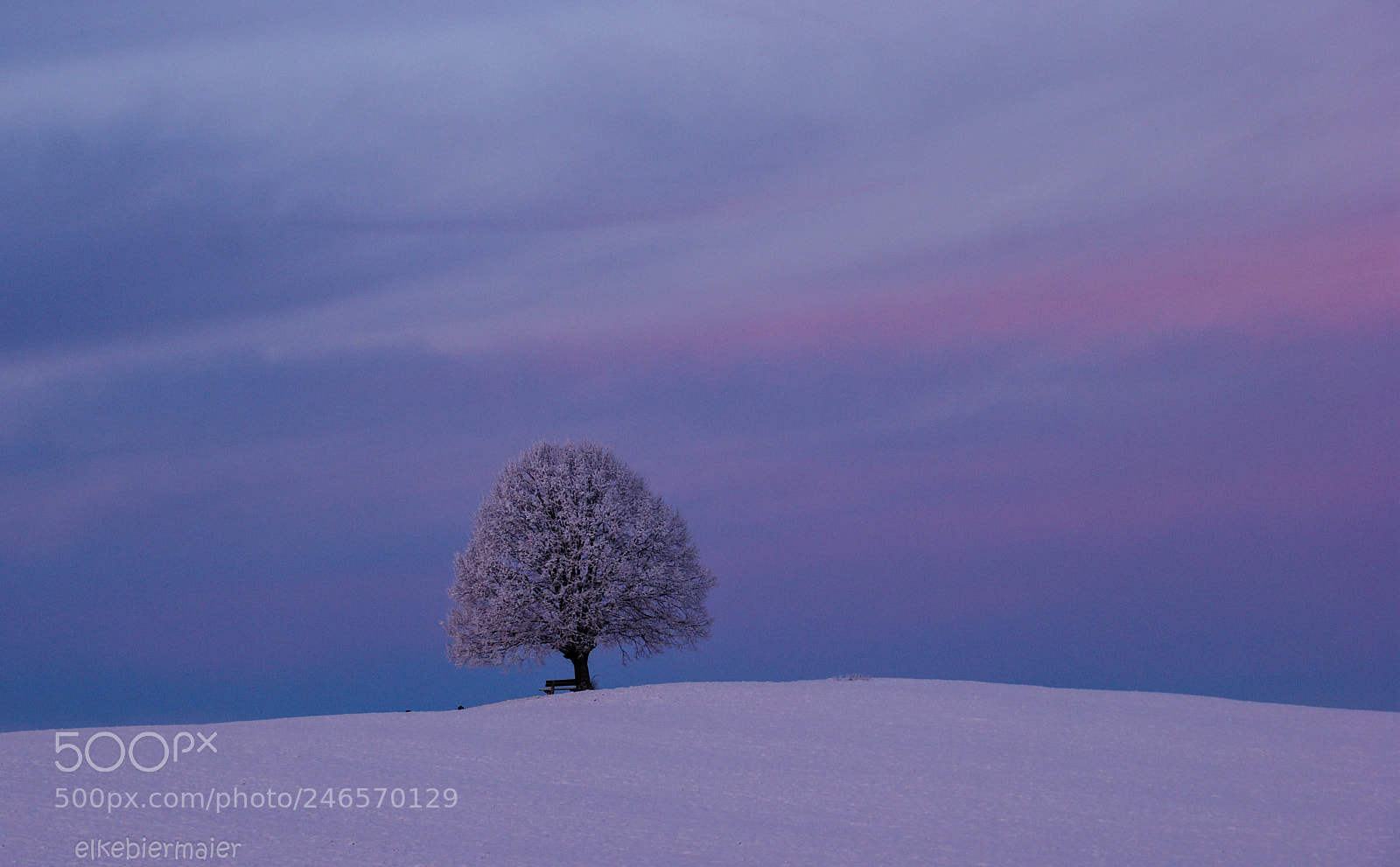 Sony Alpha DSLR-A390 sample photo. The single tree photography