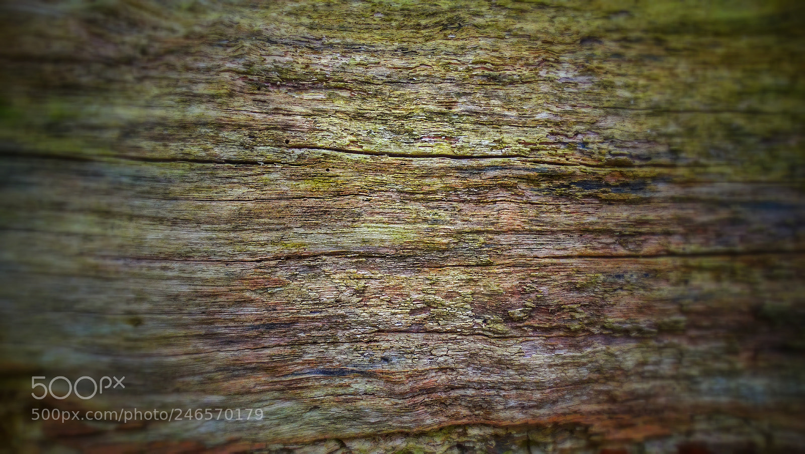 Sony Cyber-shot DSC-HX300 sample photo. Old tree photography