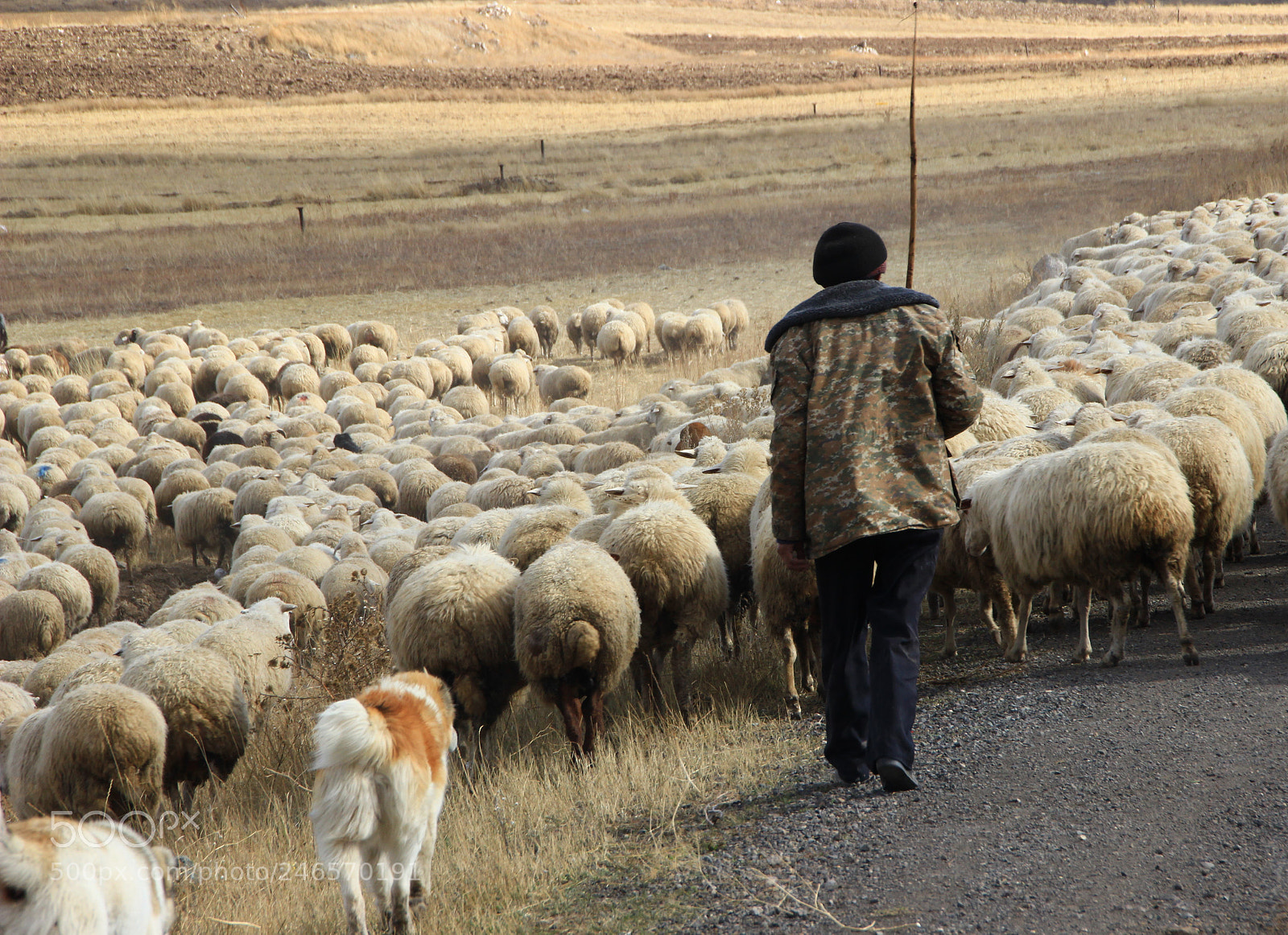 Canon EOS 600D (Rebel EOS T3i / EOS Kiss X5) sample photo. The shepherd photography