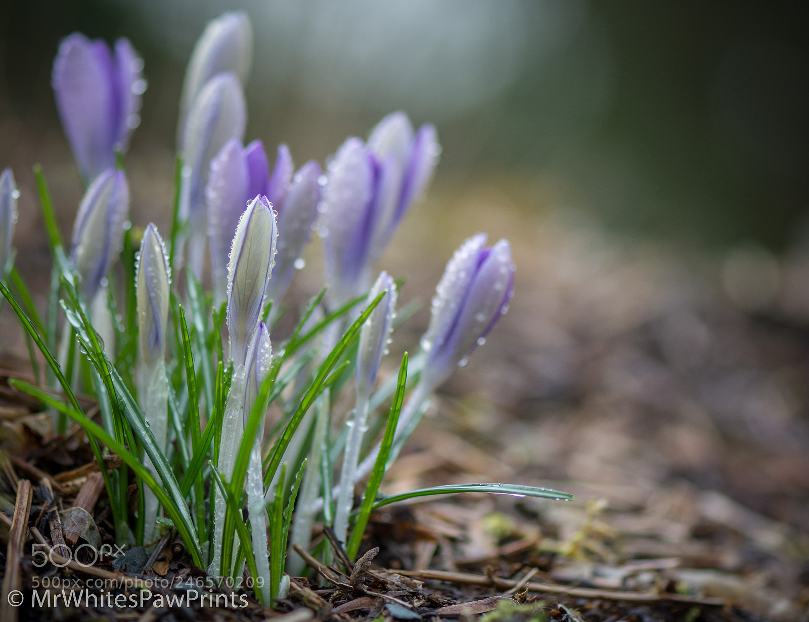 Nikon D7100 sample photo. Crocuses at the garden photography