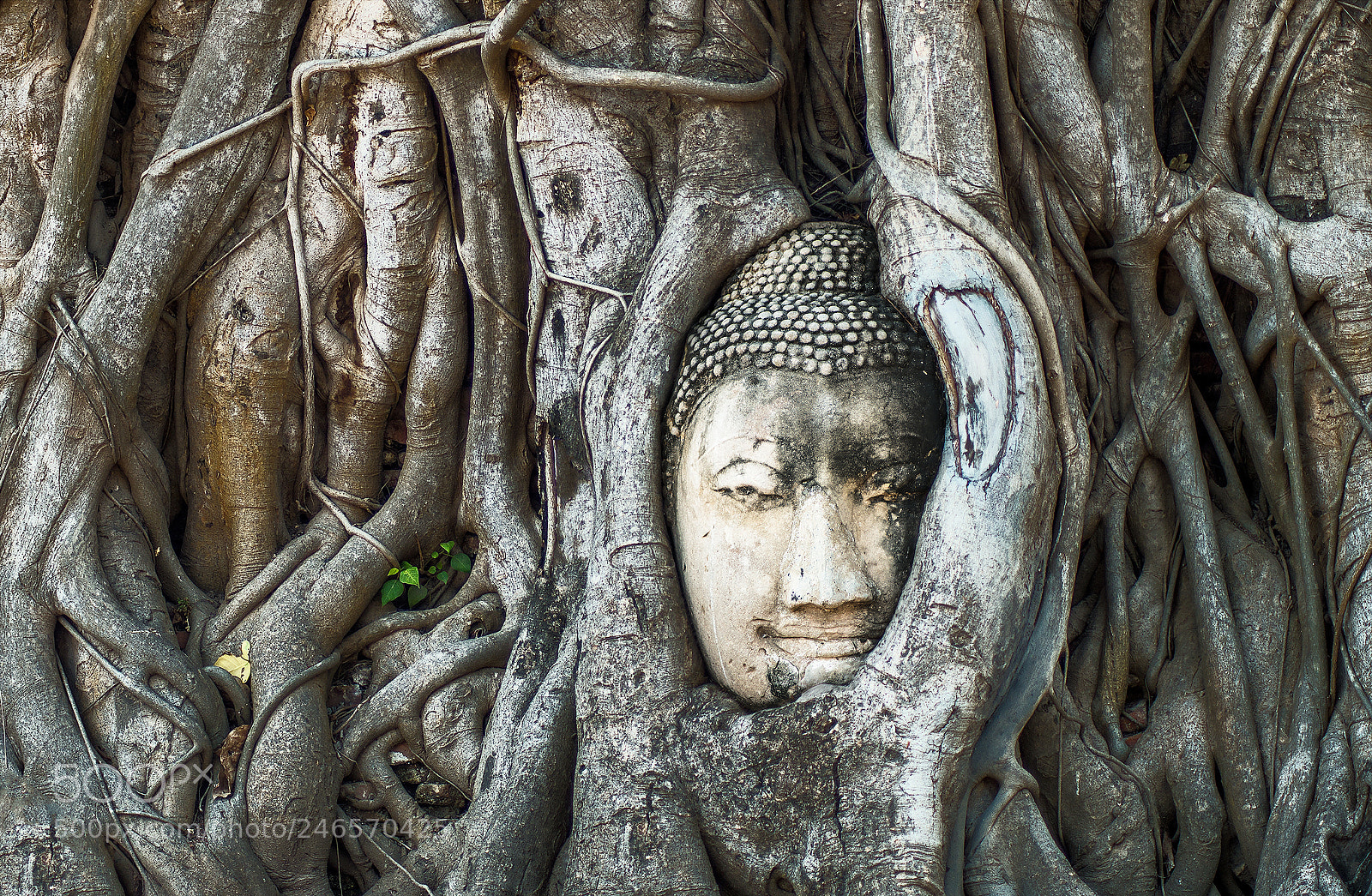 Pentax K-50 sample photo. Ayutthaya buddha 2 photography