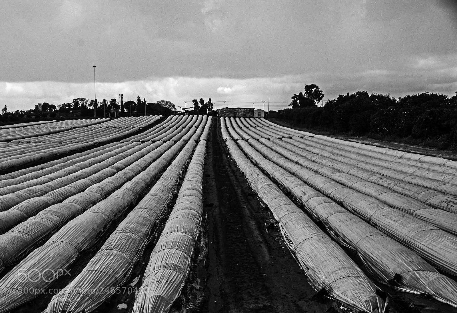Nikon D7100 sample photo. Strawberry pool .modern agriculture. photography