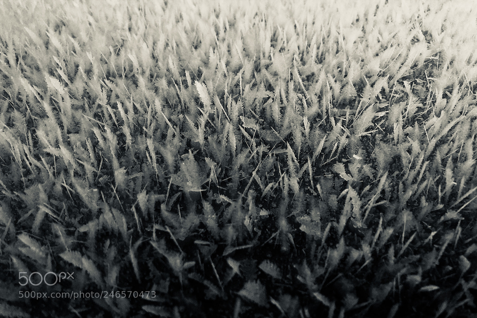 Apple iPhone X sample photo. Blades of winter photography