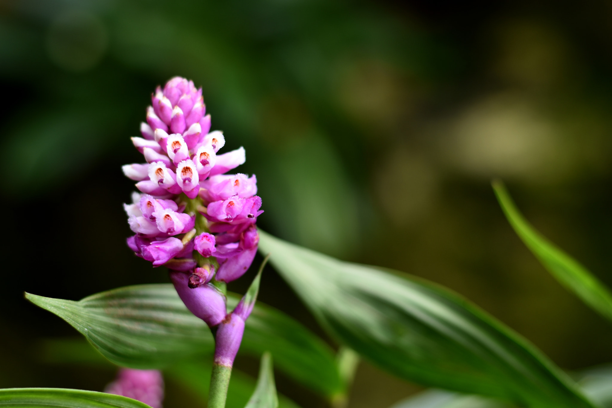 Nikon D5500 + Nikon AF-S Nikkor 50mm F1.8G sample photo. Tropical bloom photography