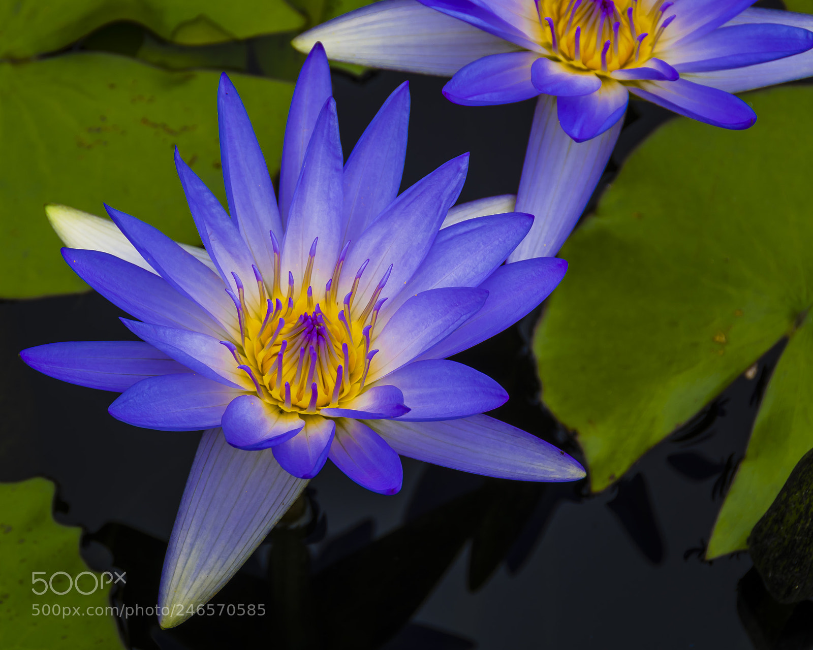 Nikon D7100 sample photo. Water lilly i photography