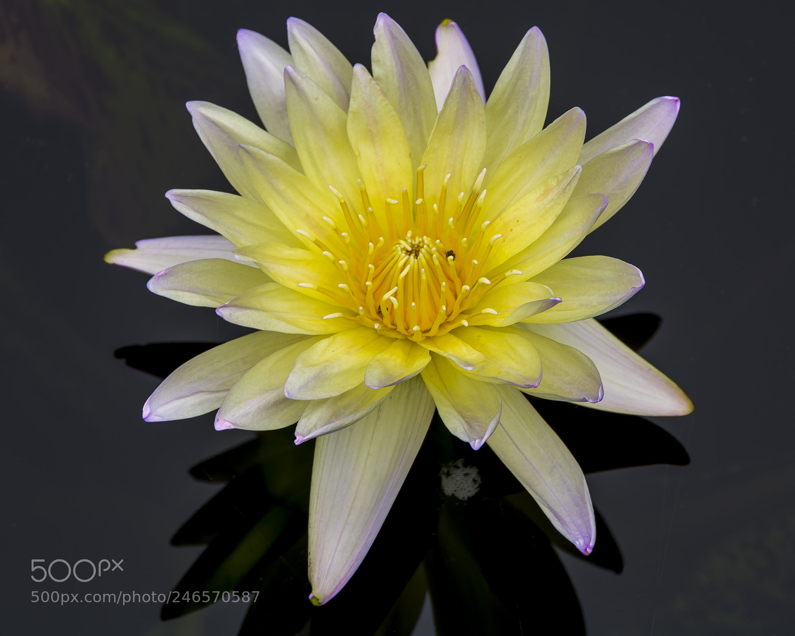 Nikon D7100 sample photo. Water lilly ii photography