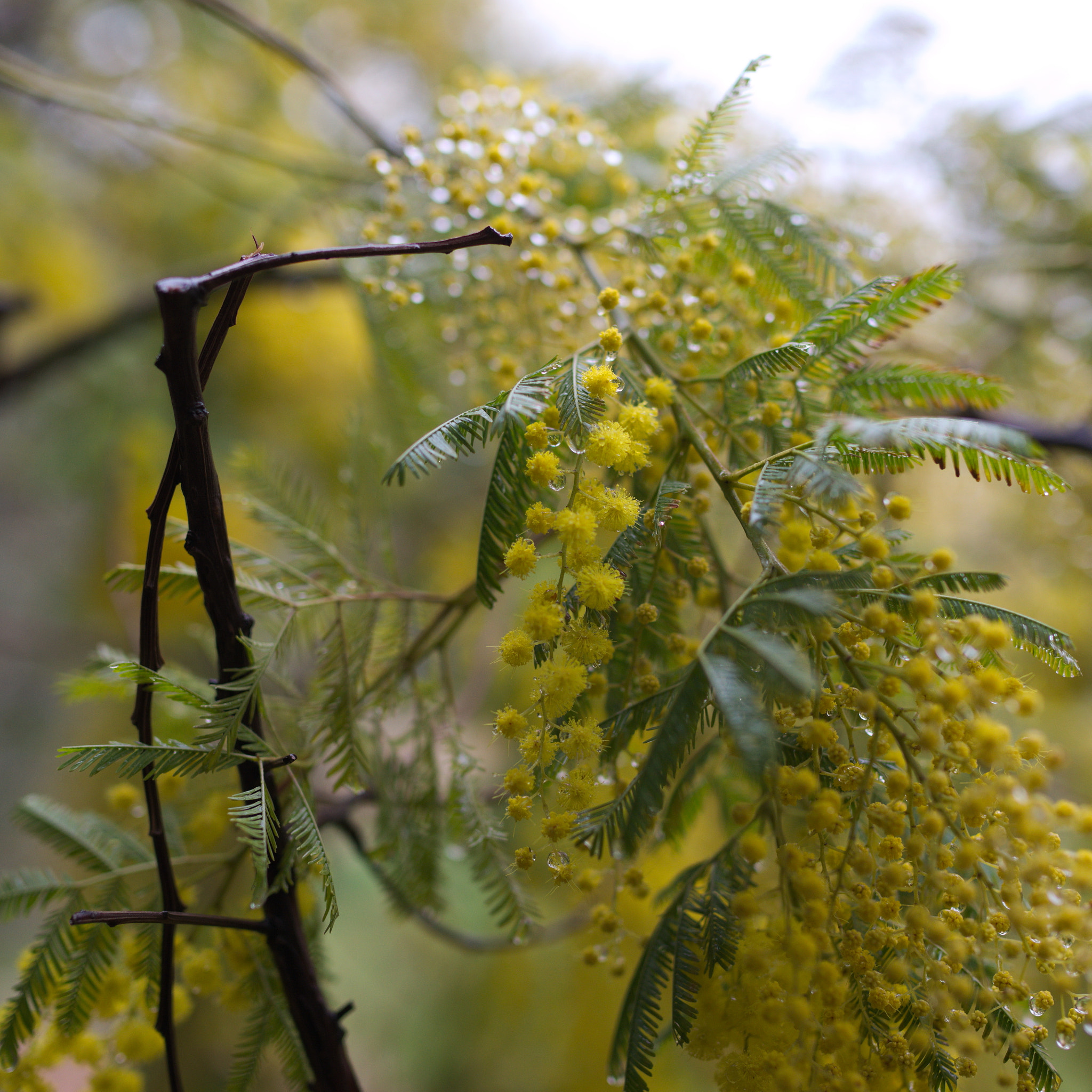 Nikon D800 + Sigma 35mm F1.4 DG HSM Art sample photo. L'éclosion des mimosas un jour de pluie photography