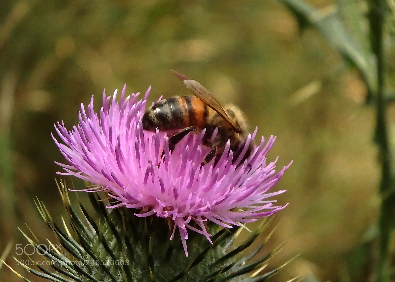 Olympus SP-100EE sample photo. A bee on a photography