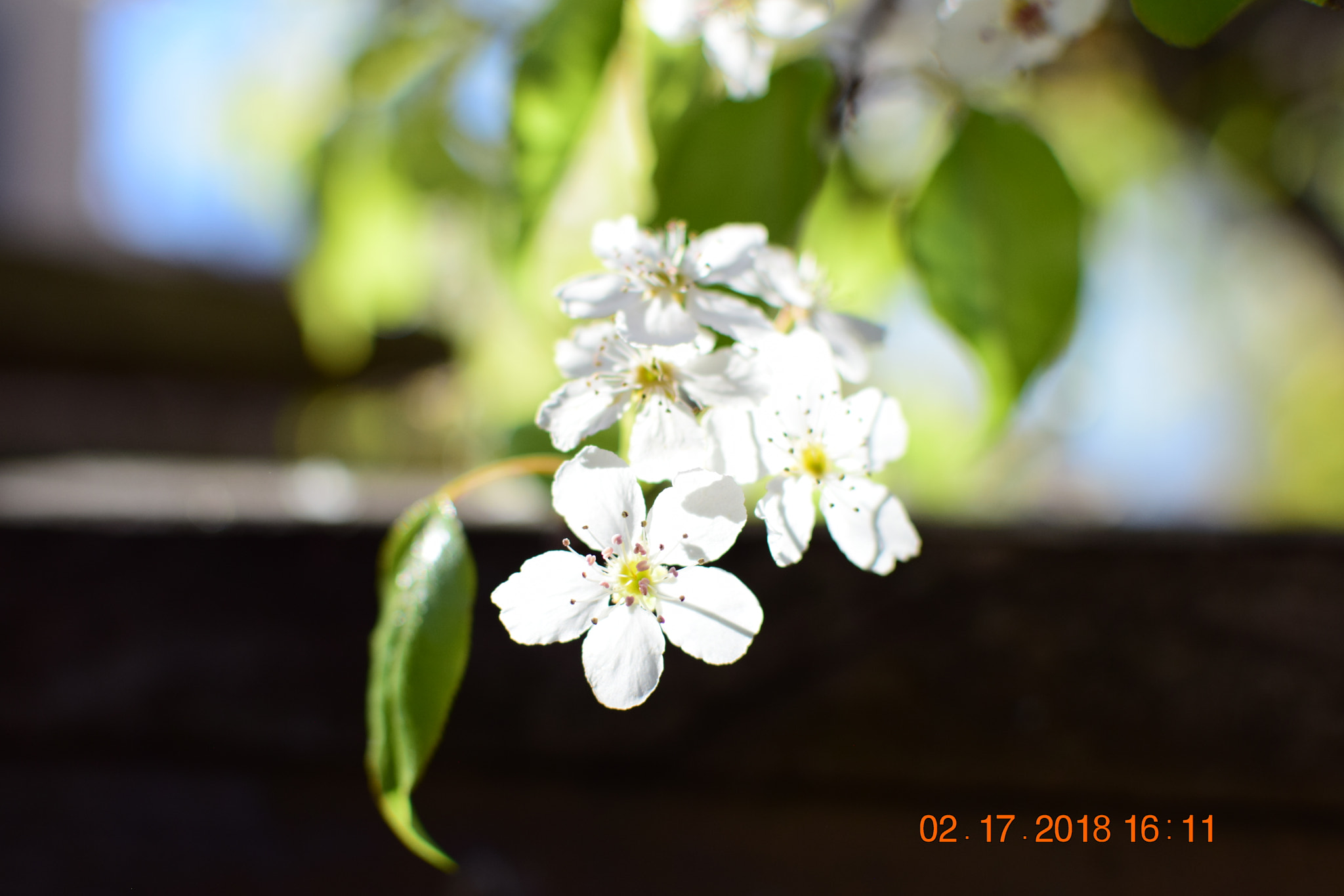Nikon D5300 + Nikon AF-S DX Nikkor 35mm F1.8G sample photo. Flowers photography