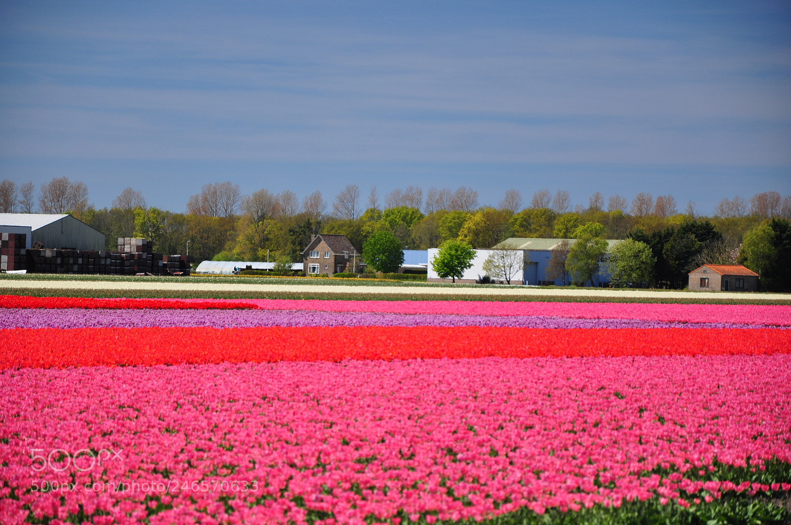 Nikon D90 sample photo. Tulipfield de zilk photography