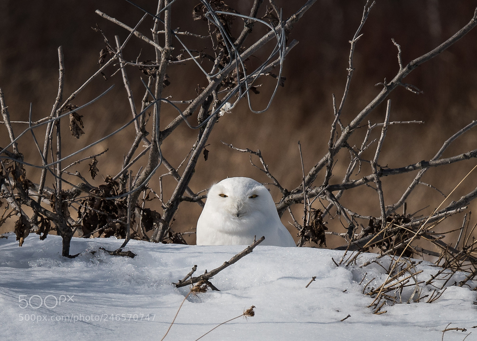 Nikon D810 sample photo. Peeking photography