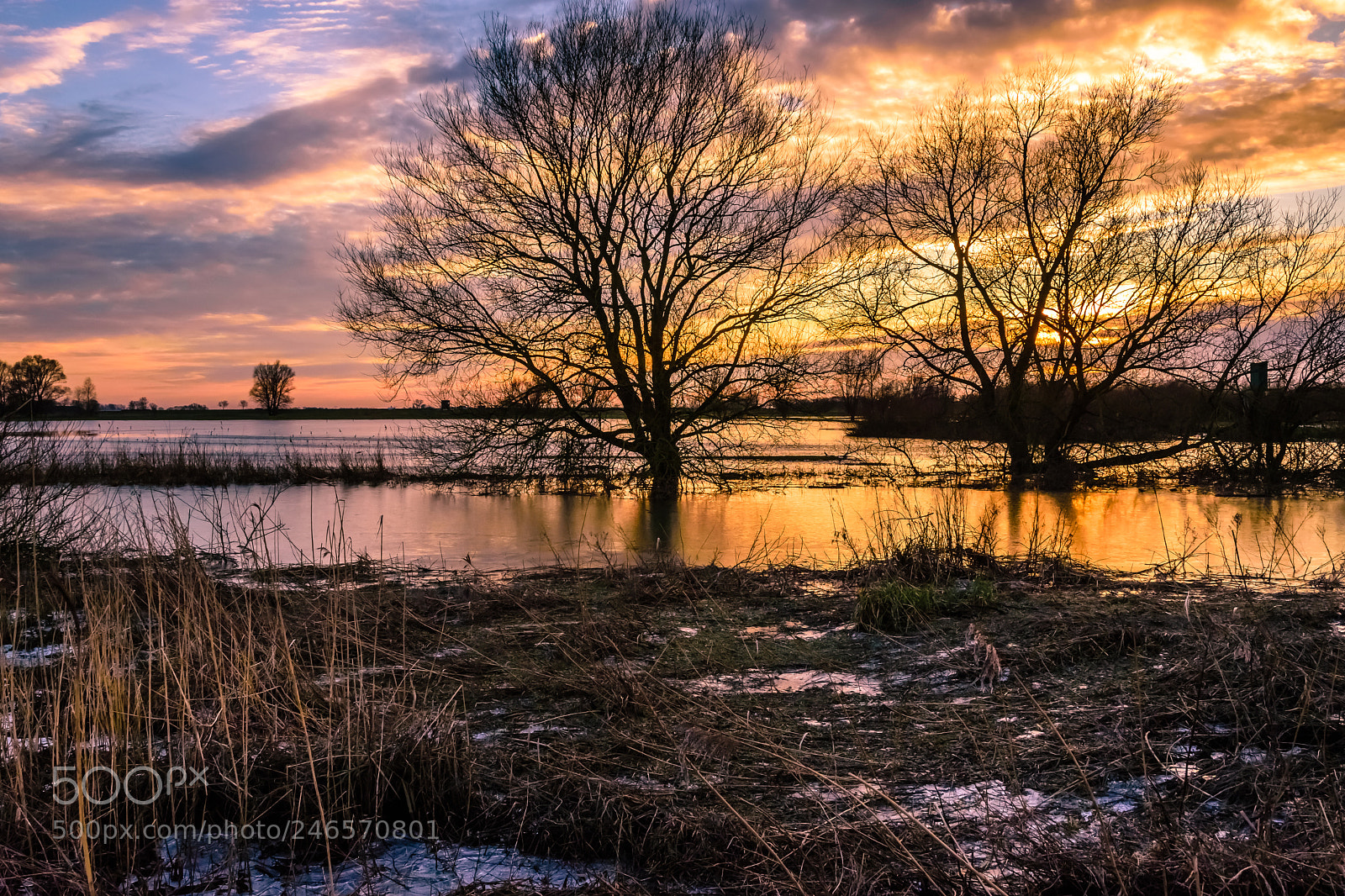 Nikon D7200 sample photo. Flooded trees photography