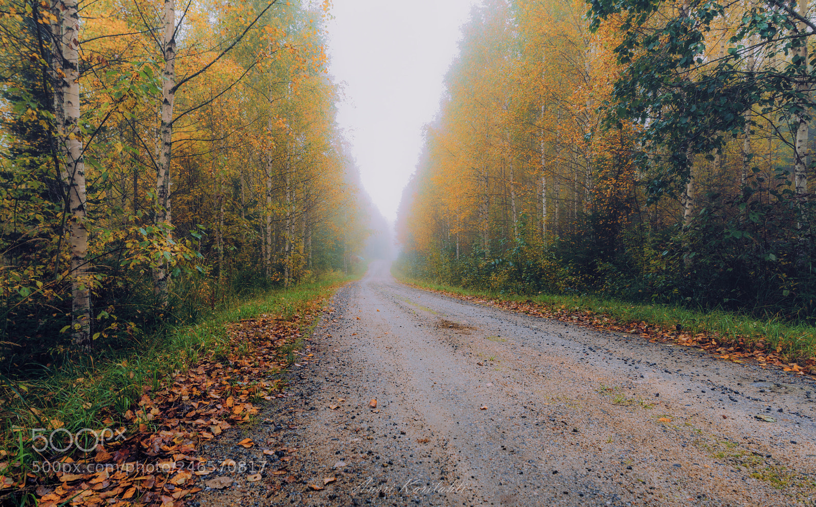 Nikon D600 sample photo. Misty road photography