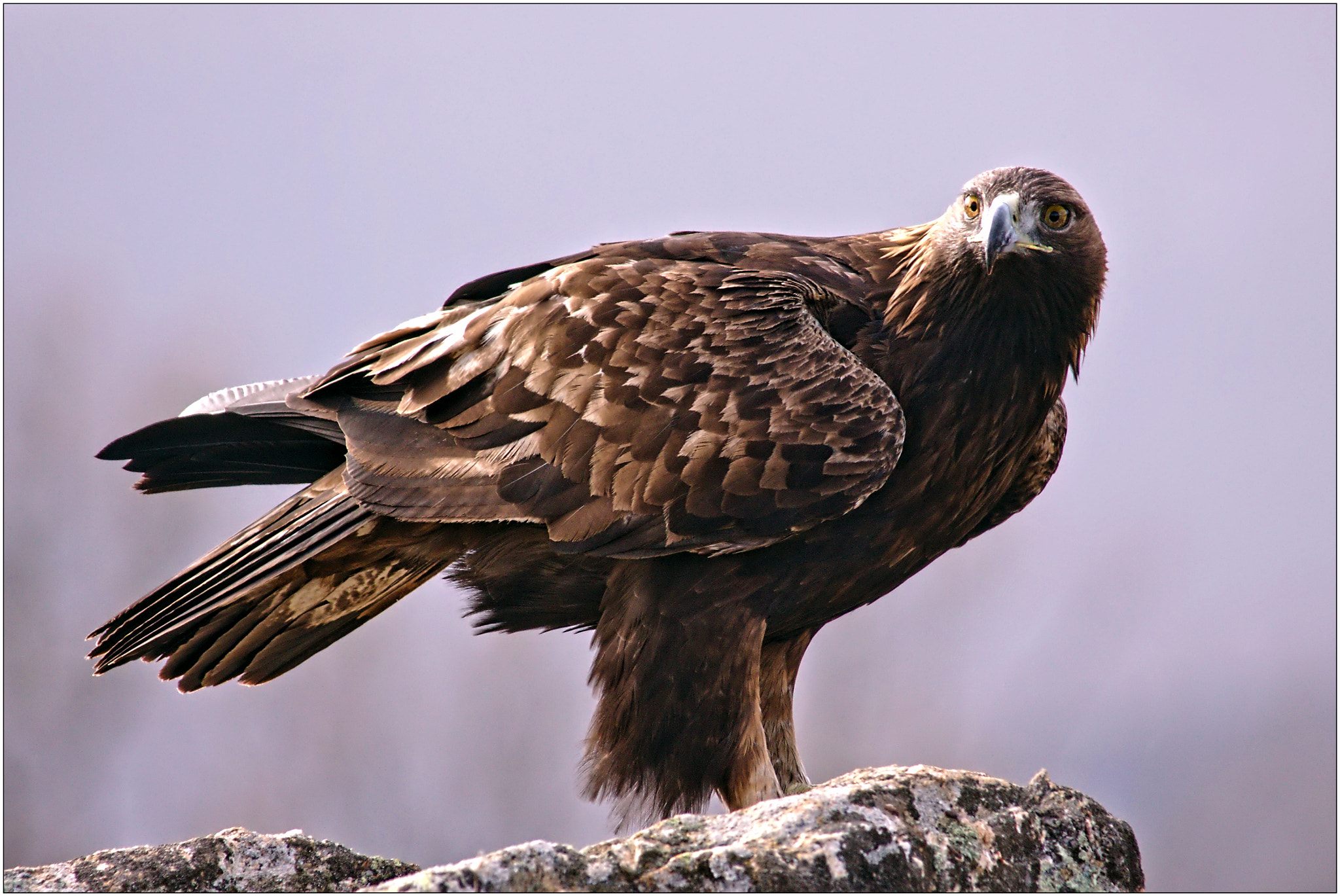 Canon EOS 50D sample photo. Águila real / golden eagle photography