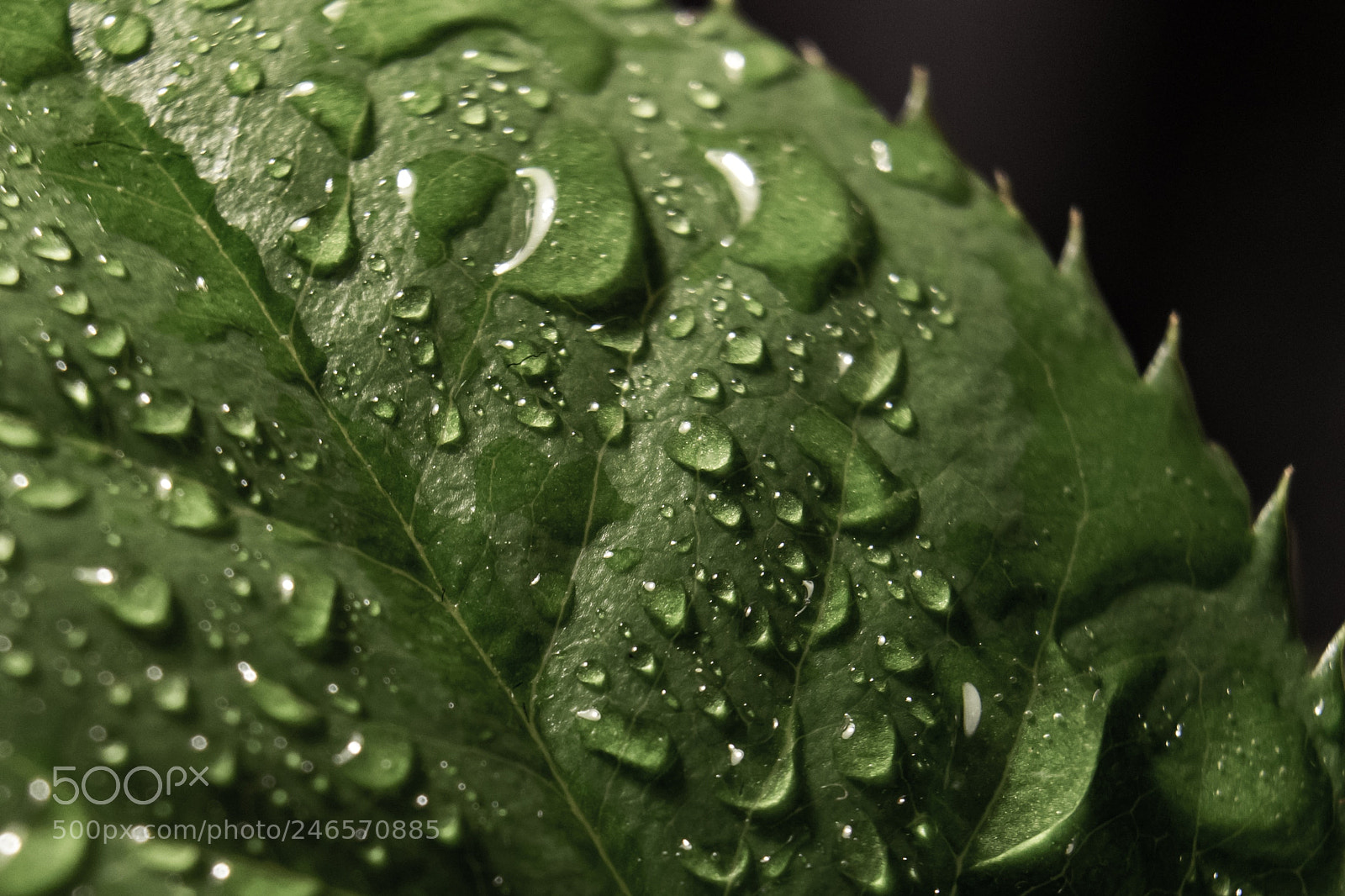 Sony a7 II sample photo. Macro rose photography