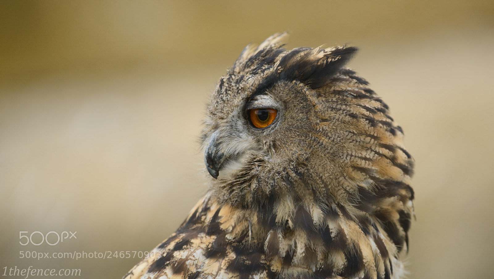 Nikon D800 sample photo. Eagle owl photography