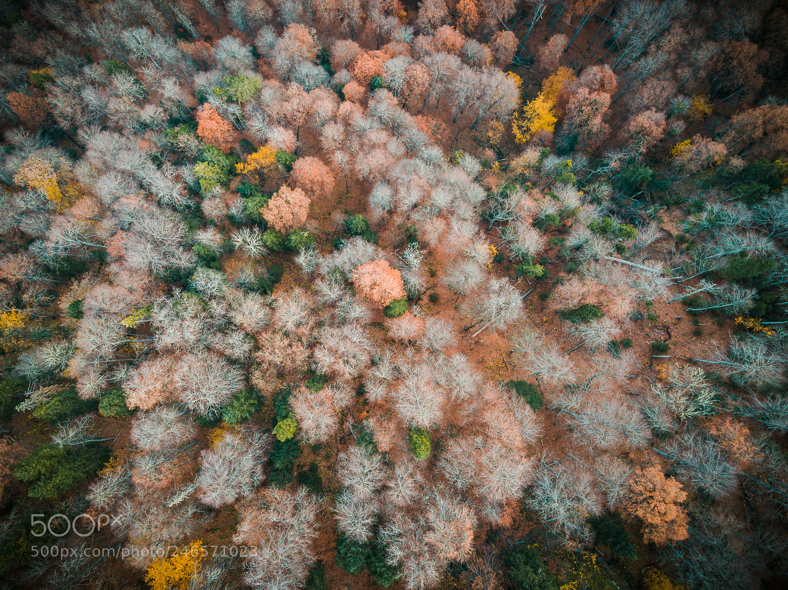 DJI FC220 sample photo. Flowers of tree photography