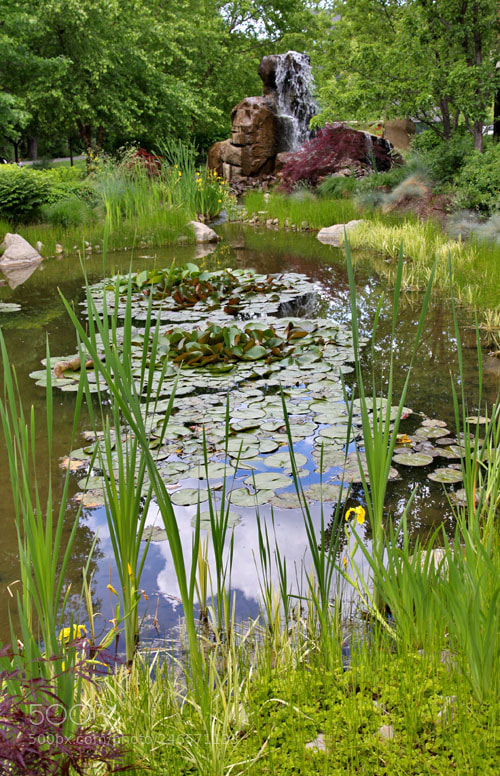 Canon EOS 50D sample photo. The pond photography