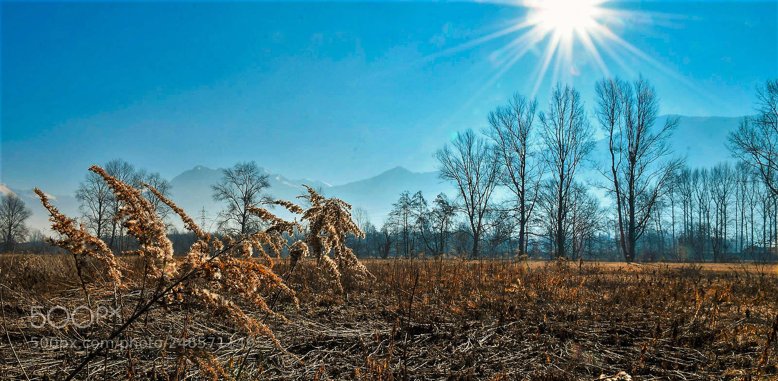 Nikon D500 sample photo. Sole photography