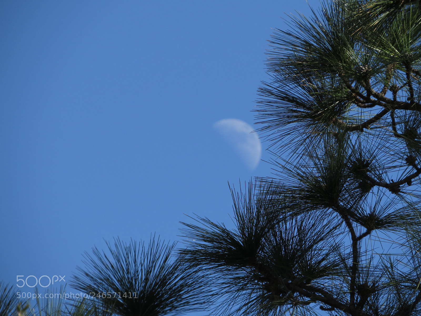 Canon PowerShot SX50 HS sample photo. Half moon in the photography