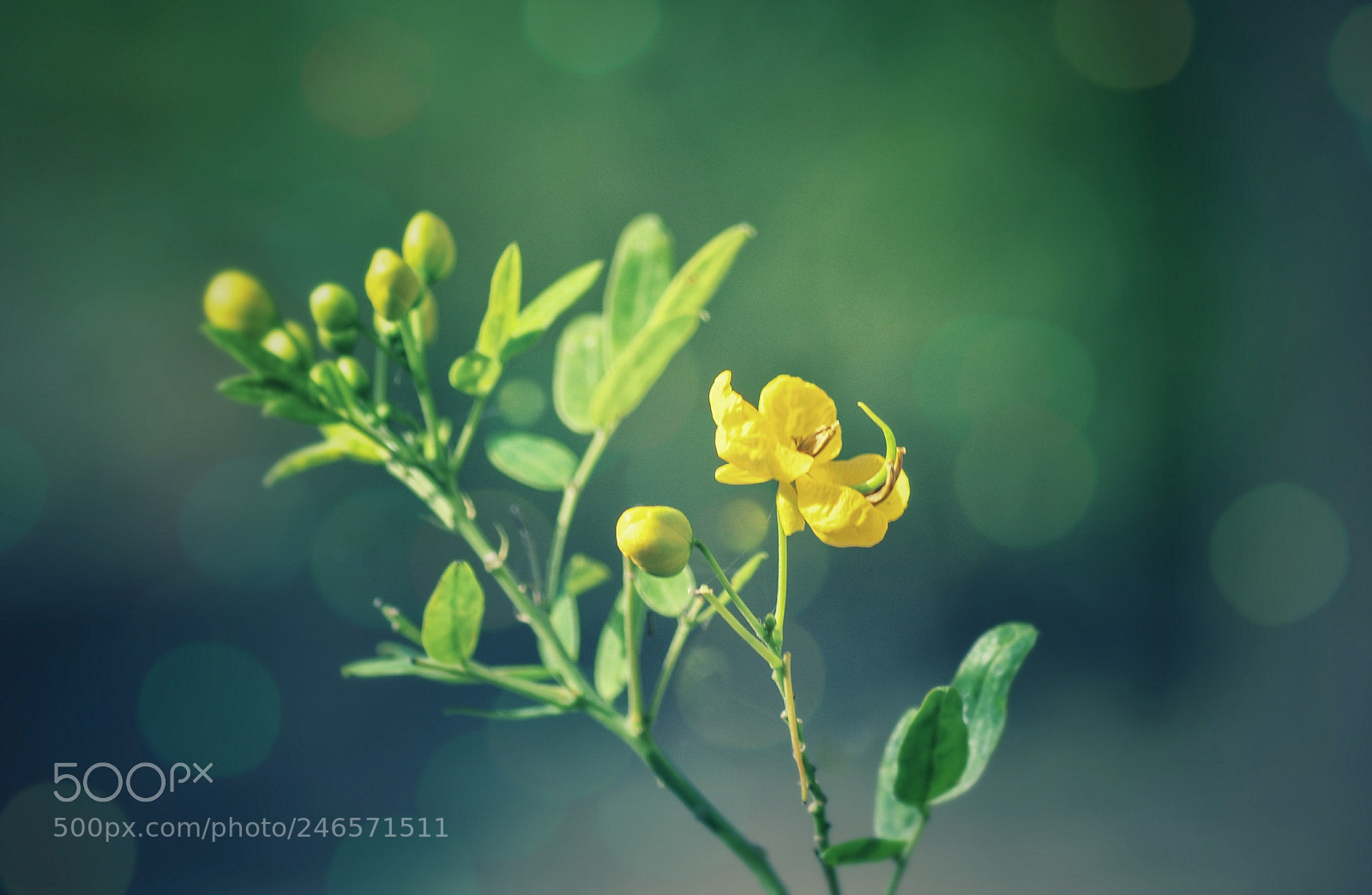 Nikon D90 sample photo. 豆角花 photography