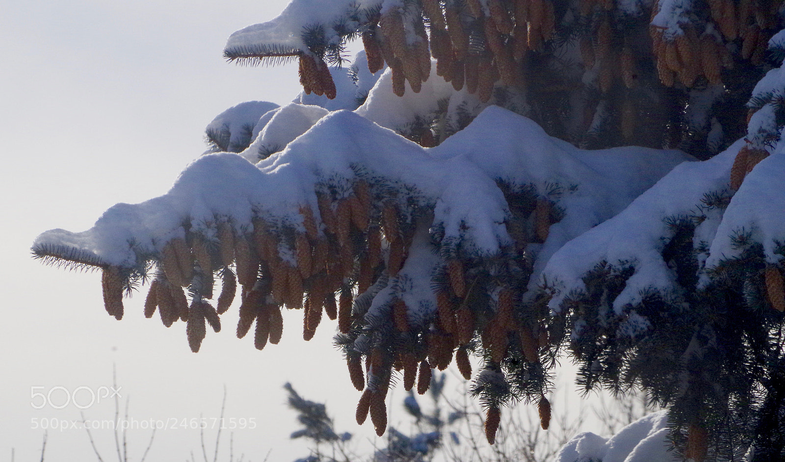 Pentax K-50 sample photo. Spruce branches heavy with photography