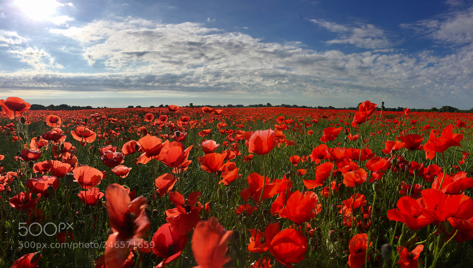 Apple iPhone 6 sample photo. Poppies photography