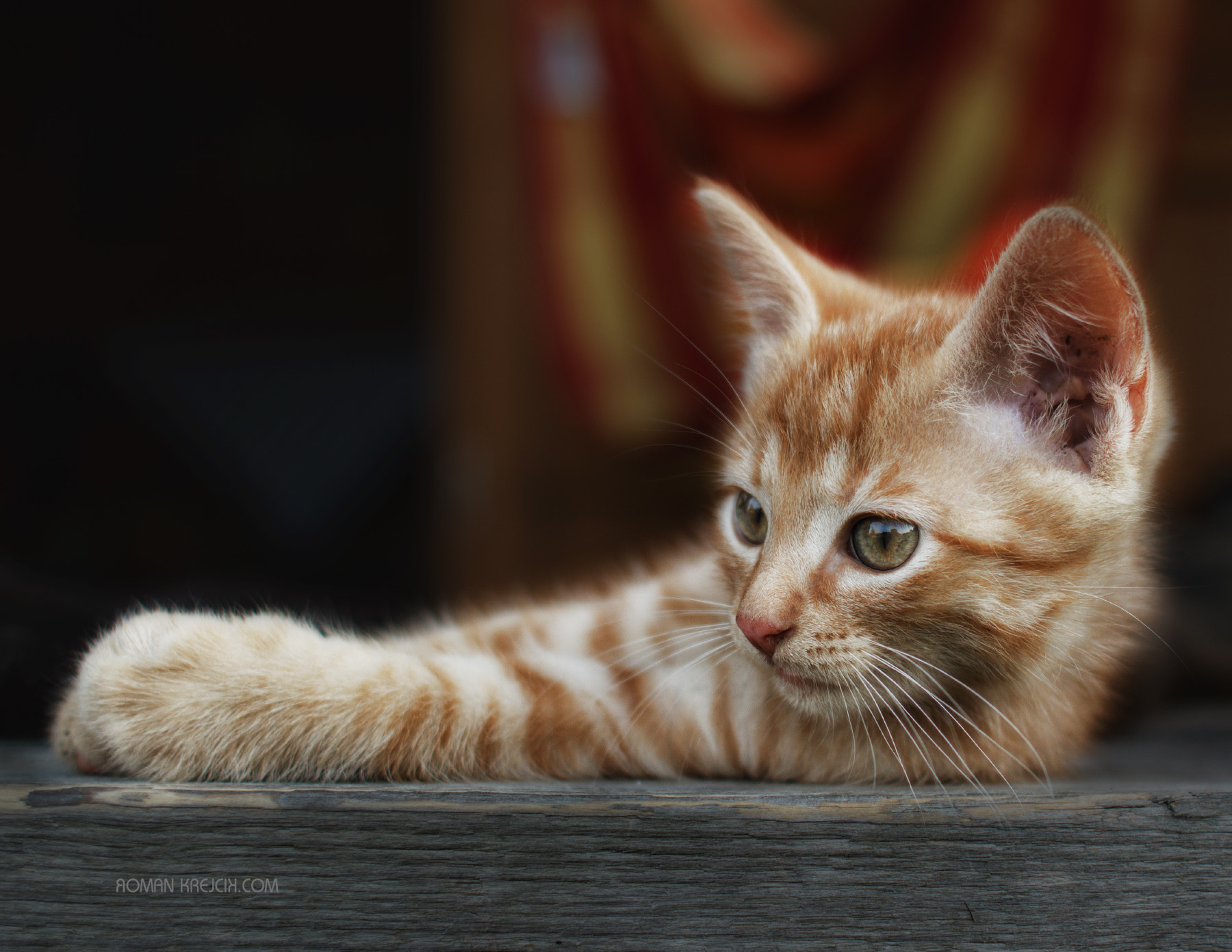 Canon EOS sample photo. Cat photography